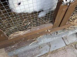 Rabbit