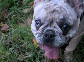 Beautiful merle colour male different colour eyes for stud