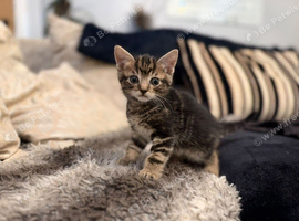 Male an female kitten