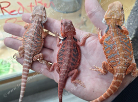 Breeding project male , female