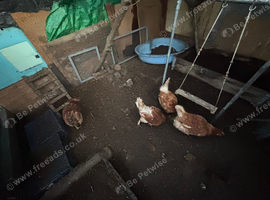 4 hens