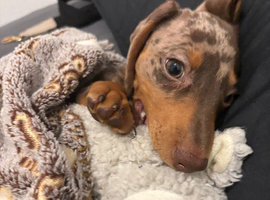 Devastated 11weeks old