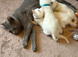 3 male kittens