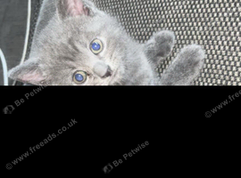 Kittens