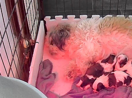 4 Shih Tzu puppies
