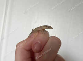 Mourning Geckos