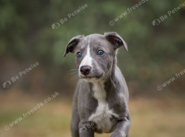 Whippet Puppy - KC registered