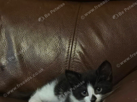 male 1 month old urgent rehoming