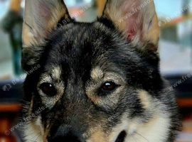 Shepsky