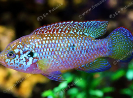 Neon Jewel Cichlids
