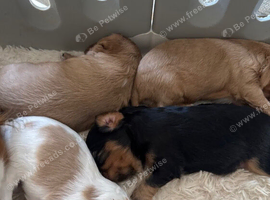 Cavalier King Charles spaniel puppies health tested parents