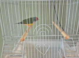Male gouldian