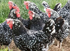 Ancona hens hatching eggs