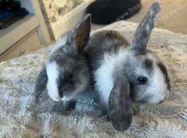 Bunnys for sale