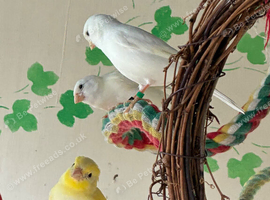Young unsexed canaries