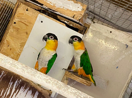 Breeding pair of black headed caiques