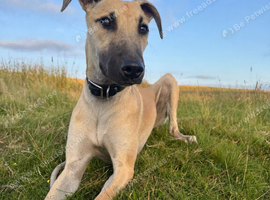 6month old lurcher