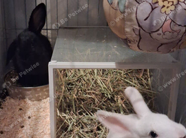 3 rabbits for sale