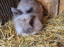 Bunnies
