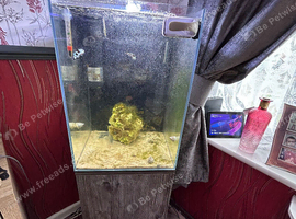 Complete Marine Setup with Pair of Storm Designer Clown fish 55L Cube Glass Fish Tank with Plywood Stand, 35 w x 35d x 50h cm saltwater