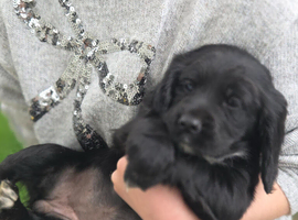 Beautiful Cocker Spaniel Puppies looking for loving homes.