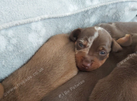 miniature dachshund puppies