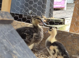 One runner and one khacki Campbell duckling