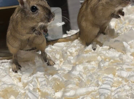 2 boy gerbils