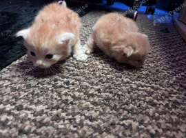 2 female kittens