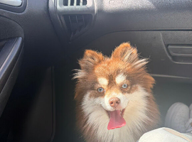 Pomsky