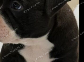 Thick pocket bully pups