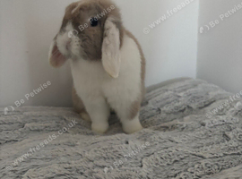 Beautiful female mini lop