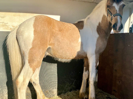 Vegas - a quality youngster to make 15.2hh