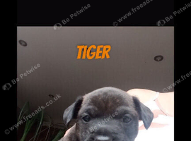 Jack russel cross french bulldog puppies