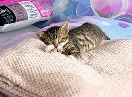 Tabby girl kitten