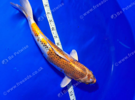 Koi carp