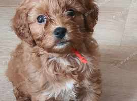 Red Toy Cavapoochon small puppies