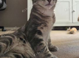6 months old male kitten looking for a loving home