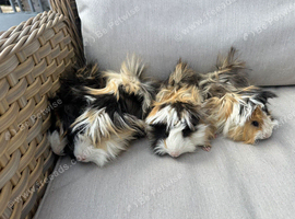 Very handsome long haired baby Guinea pigs.