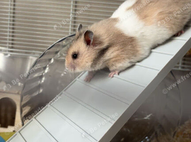 Female Syrian hamster for sale
