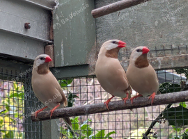 Hecks grass finches for sale