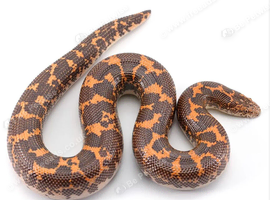 Sand Boa