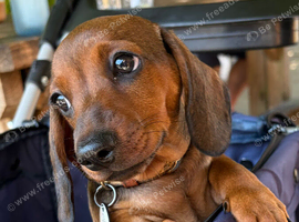 Gorgeous Red Male Champion Pedigree