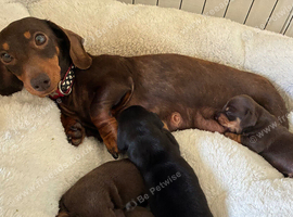 Beautiful Dachshund Puppies