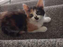 kittens for sale