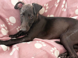 Gorgeous KC registered whippet for sale