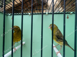 Canary pair
