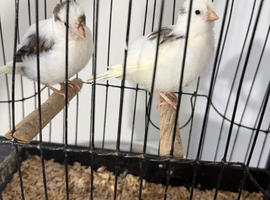 Fife canary
