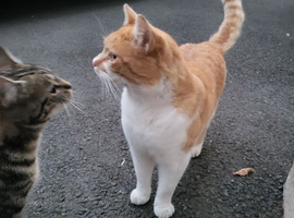 Male cat