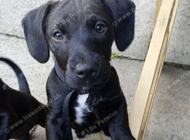 2 stunning patterjack puppies for sale